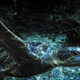 Illustration for article titled New Study Shows Sea Turtles Eat Plastic Because It Smells Like Food